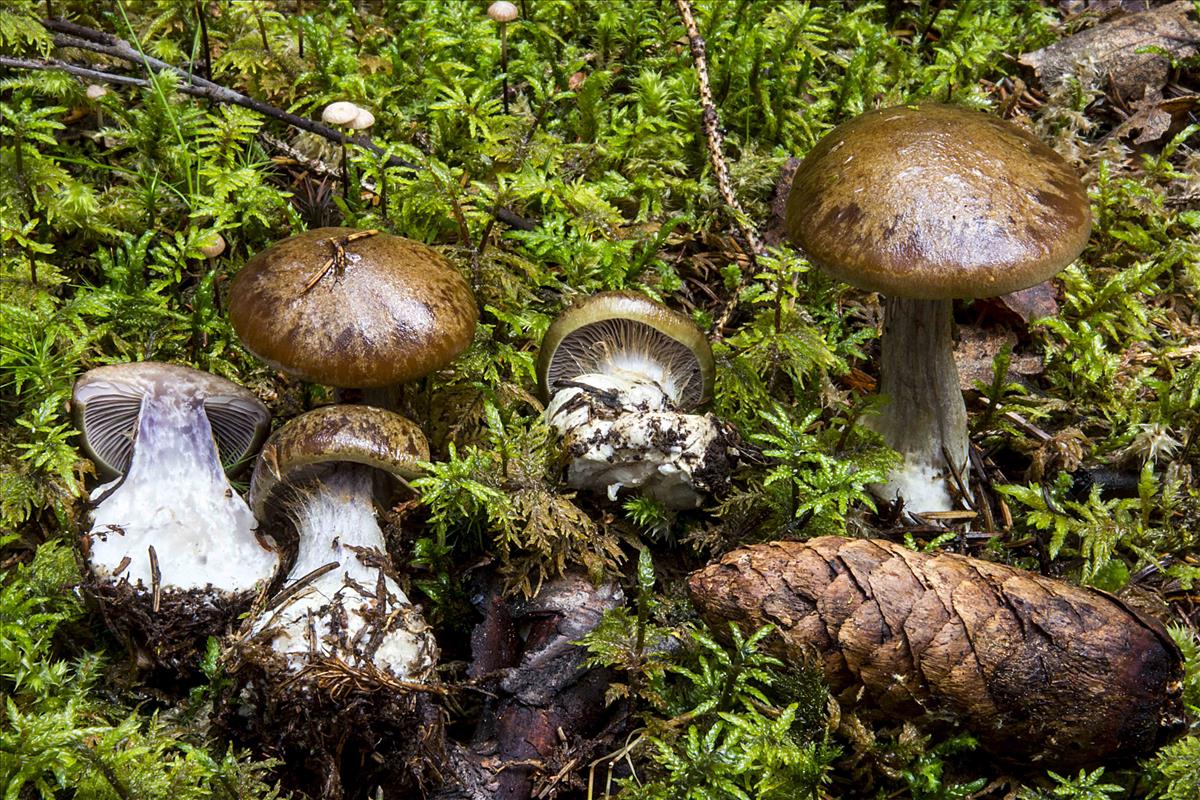 Cortinarius sphagnophilus (door Nico Dam)